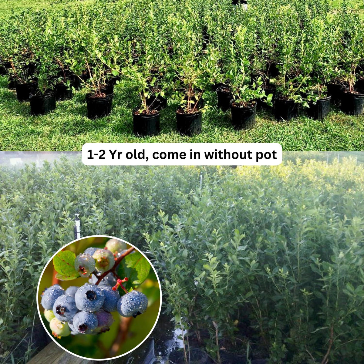 2 Blueberry Plants Live, Blueberry Trees Live Plant, Blueberry Bush Live Plant, 5-12" Tall, Blueberries Fruit Tree Ready to Grow (Misty Blueberry Plants)