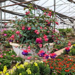 4 Live Fuchsia Plants, Purple Pink Fuchsia Plants Live Hanging Basket from 4 Inc Tall