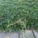 Pack 2 Dwarf Mondo Grass Plant Live, Grass Seedlings from 4 to 6 Inches Height, Ornamental Grass Shrub for Landscaping, Ready for Planting
