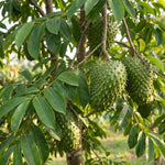 Soursop Tree 5-9'' Tall for Planting, Annona Muricata Seedlings, Hardy Live Tropical Fruit Tree for Patio, Container and Backyard Gardens