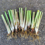 3 Lemon Grass Plants Live, Lemongrass Plants for Outside Planting, Fragant Herb Lemongrass Planting, 4-8 Inc Tall