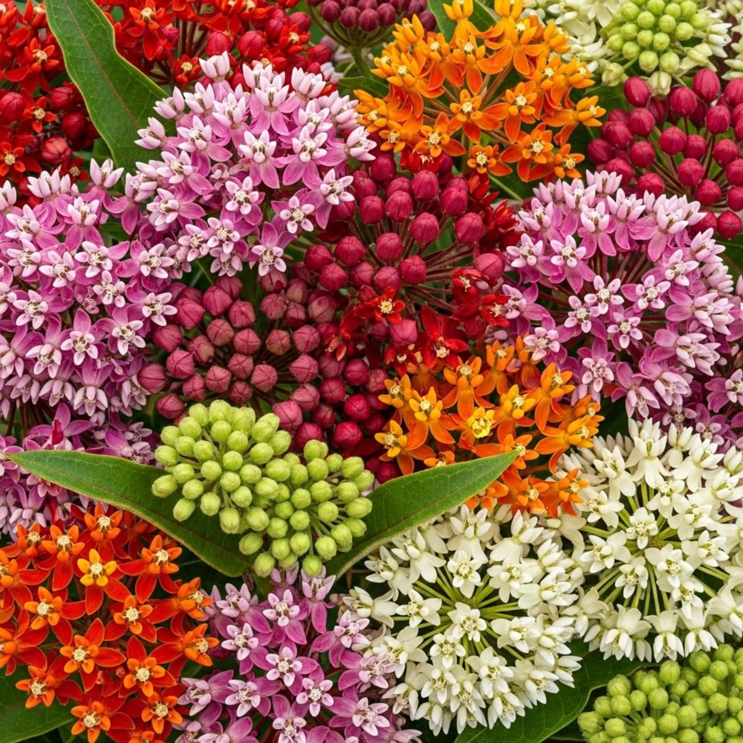 4 Milkweed Plants Live, Random Butterfly Milkweed Asclepias Tuberosa Perennial Wildflowers Swamp Common Bush, 5-9" in Tall, No Pot