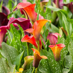 Set 4 Mixed Calla Lily Bulbs - Colorful Calla Lily Flower Bulbs for Garden, Easy to Grow Summer Blooming Flowers - Cut Flower Variety Pack