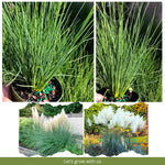 Set 2 Pampas Grass Plants Live Fully Rooted Pruned 5 to 9 Inches Tall, Ornamental Grasses Live Plants Perennial for Planting (Dwarf Blue)