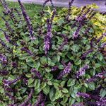 Basil Live Plant in 4″ Pot, Fresh Culinary Herb for Garden and Patio, Indoor Outdoor Growing (Blue Basil)