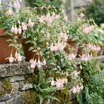 Set 2 Fuchsia Plants Live 2-5 Inches Tall, Colorful Hanging Flower Plants for Patio, Garden and Containers (Light Pink)
