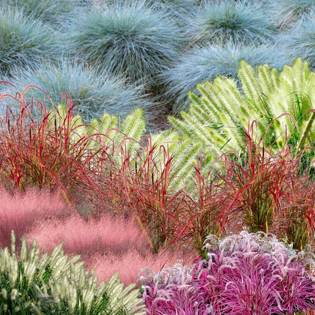 Set 2 Grass Plants Live for Planting, 5-9 Inch Tall, Ornamental Grasses Live Plants Perennial Grass, Well-Rooted (Mixed Grass)