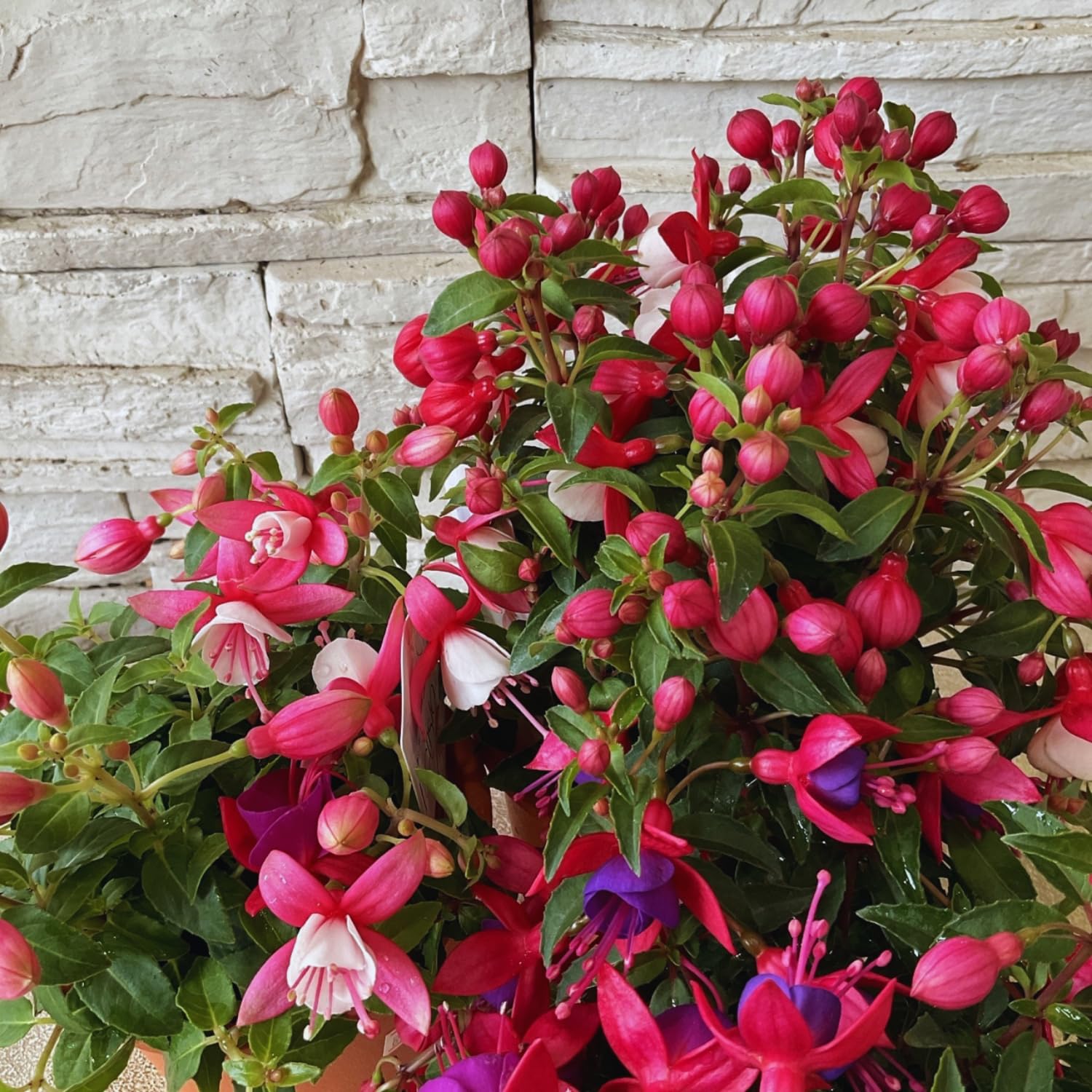 Set of 2 Fuchsia Plants Live, Purple Flower Fuchsia Plant, 4 to 6 Inches Tall, No Potted, Indoor Outdoor Gardening