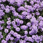 Verbena Live Plants 4 to 8 Inches Tall, Verbena Live Plant, Perennial Flower Trailing Plants for Planting, Well-Rooted Plant (Light Purple)