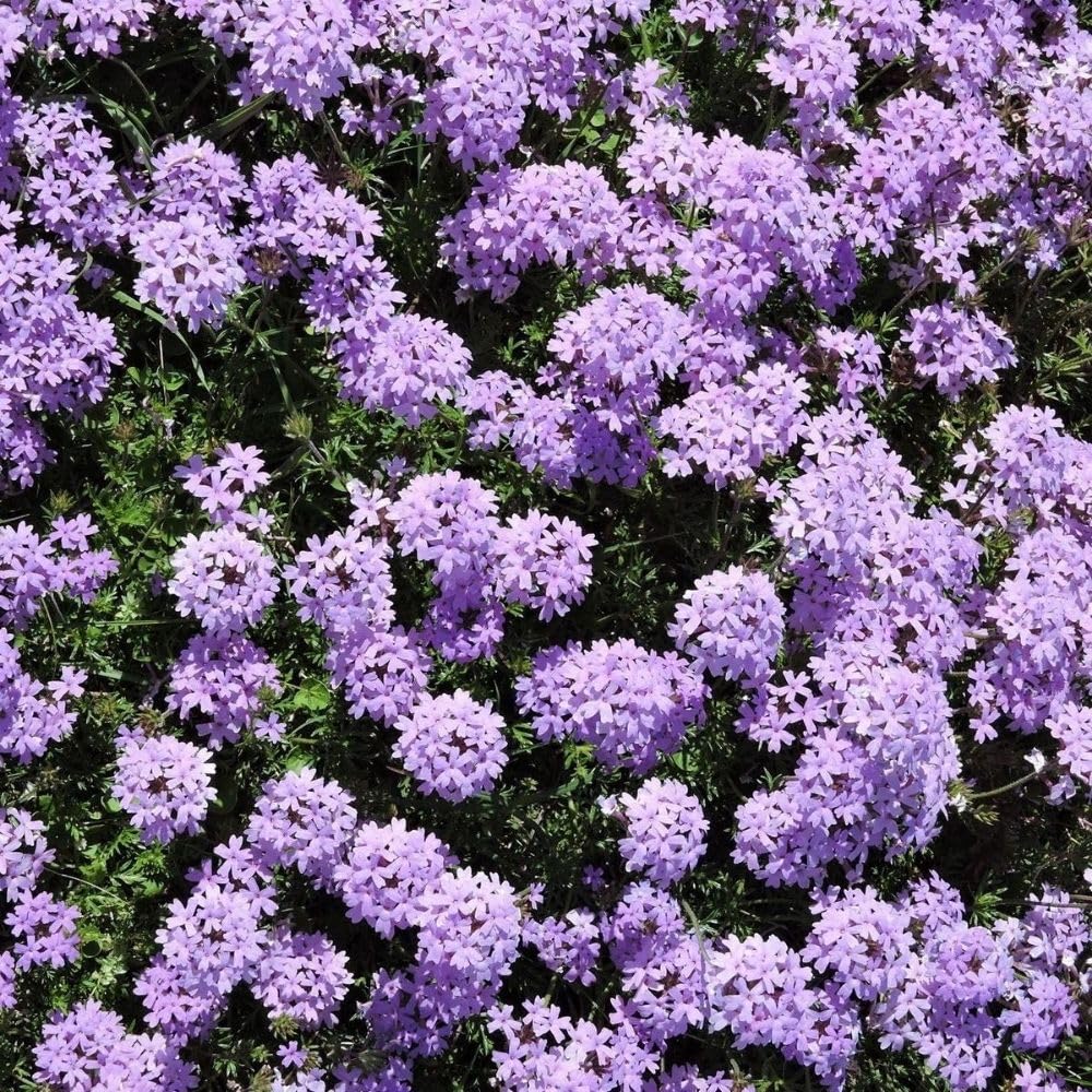 Verbena Live Plants 4 to 8 Inches Tall, Verbena Live Plant, Perennial Flower Trailing Plants for Planting, Well-Rooted Plant (Light Purple)