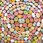 Lithops Live Plants, Lithops Succulents Plants Live, Lithops Plant One Year Old Seedlings, 20 Count
