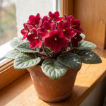 African Violet Plant Live in 4 Inch Pot, Indoor Flowering Houseplant, Compact Blooming Plant for Home or Office (Red Blooms)