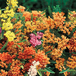 3 Mix Milkweed Plant Live, Asclepias Tuberosa Butterfly Bush, 4-8"