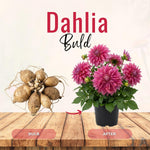 Dark Purple Pink Dahlia Bulbs Plant 2-3" Tall, Dahlia Blubs, Outdoor Flower for Garden Beds or Patio Containers, Not Live Plant