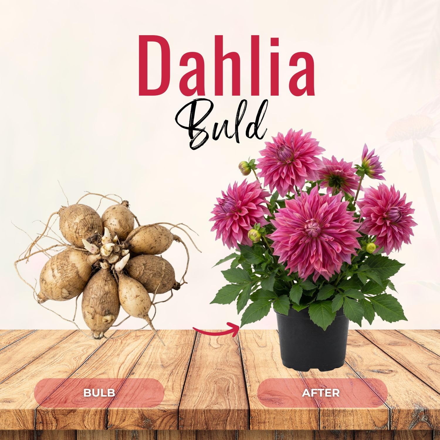 Dark Purple Pink Dahlia Bulbs Plant 2-3" Tall, Dahlia Blubs, Outdoor Flower for Garden Beds or Patio Containers, Not Live Plant