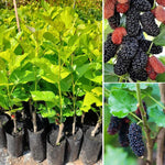Mulberry Tree Live Plant, 5 to 8 Inch Tall, Sweet Mulberry Plant Live Seedling, No Pot, Edible Mulberries Fruit Tree Plant (Dwarf Everbearing Mulberry)