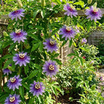 Set 2 Passiflora Incarnata Maypop Plant 4-6 Inch Height, Purple Maypop Passion Flower Plant for Trellis and Garden, No Pot