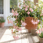 Set 2 Fuchsia Plants Live 2-5 Inches Tall, Colorful Hanging Flower Plants for Patio, Garden and Containers (Light Pink)