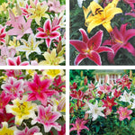 Set 4 Mixed Oriental Lilies Bulbs, Lily Bulbs, Flowering Bulb for Outdoor Garden Beds and Containers