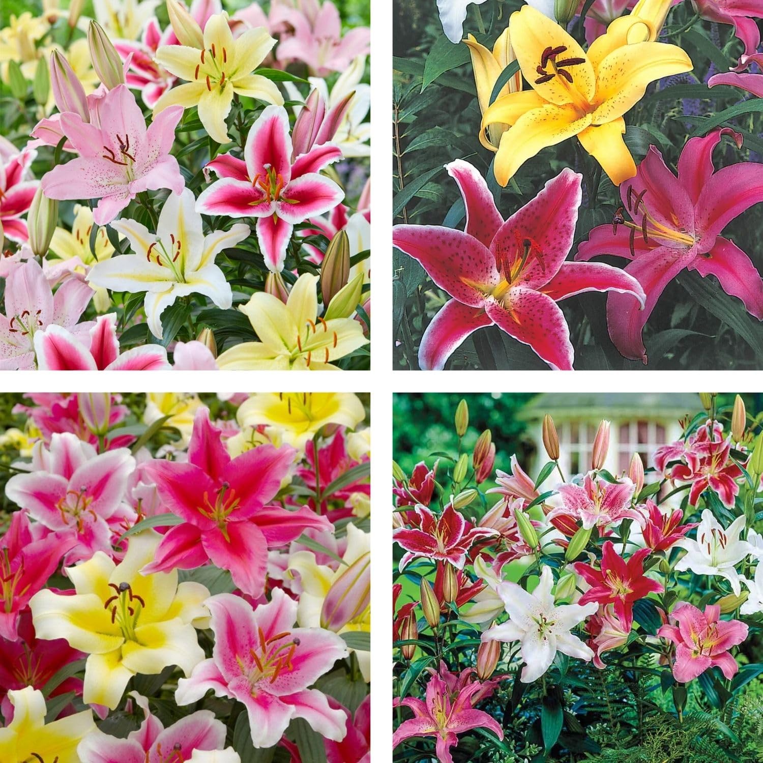 Set 4 Mixed Oriental Lilies Bulbs, Lily Bulbs, Flowering Bulb for Outdoor Garden Beds and Containers