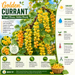 Live Golden Currant Plant, Currant Bush Live Plant, 1 Year Old, 6-12 Inc, Currant Berry Fruit Tree for Containers, Patio