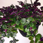 4 Purple Plectranthus Swedish Ivy Plants Live Houseplant, in 4 Inch Pots, Swedish Ivy Live Plant, Swedish Ivy Mint Starter Plants, 4-6" Height