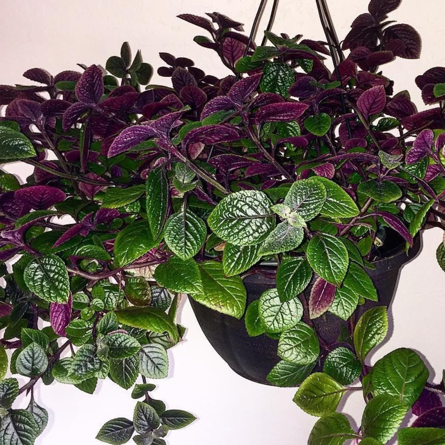 4 Purple Plectranthus Swedish Ivy Plants Live Houseplant, in 4 Inch Pots, Swedish Ivy Live Plant, Swedish Ivy Mint Starter Plants, 4-6" Height