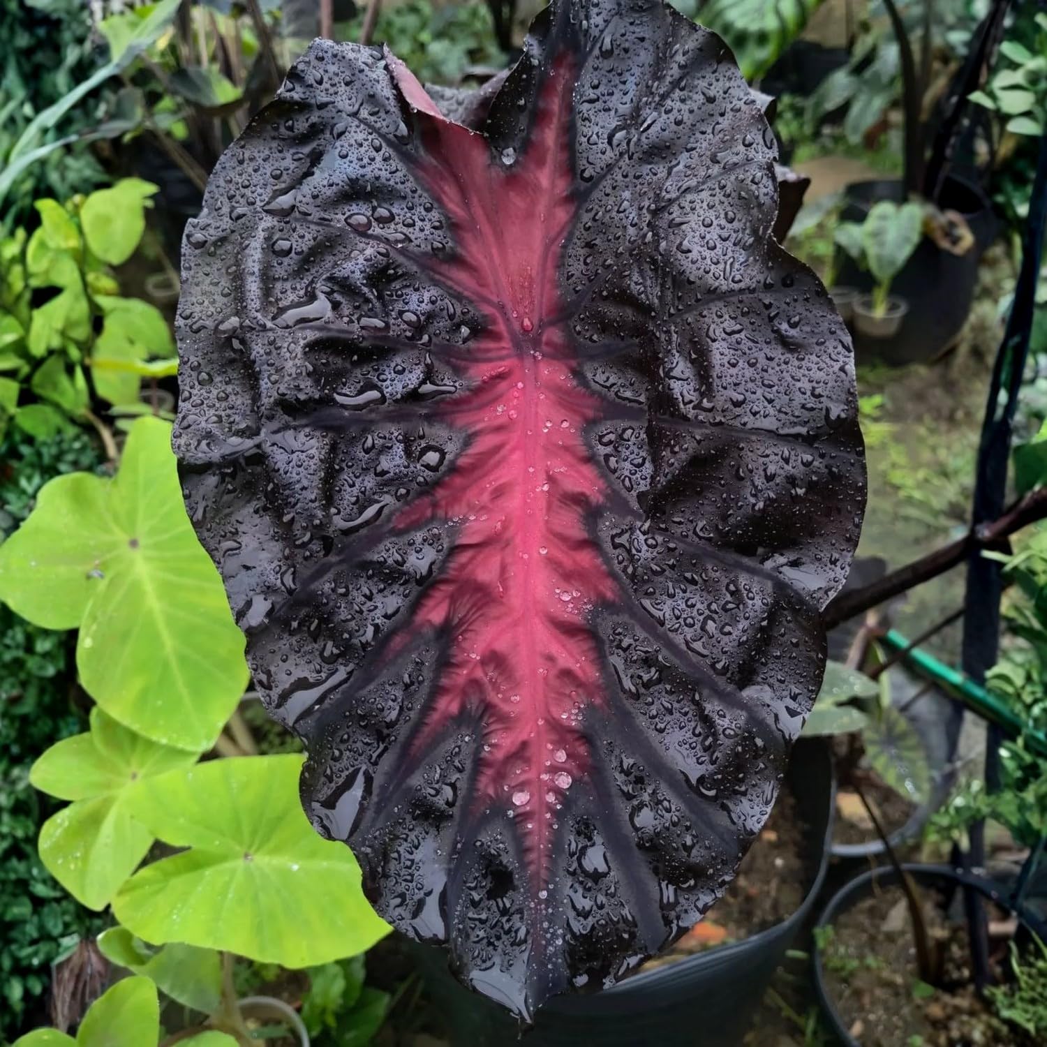 Colocasia Live Plant, 4-8'' Tall, Elephant Ear Plant, Esculenta Taro Alocasia Housplant, Indoor Outdoor Planting (Pink and Black)
