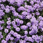 Set of 2 Light Lavender Verbena Plant Live, Light Purple Verbena Live Plant, Purple Flower, 5-7 Inches in Height for Planting
