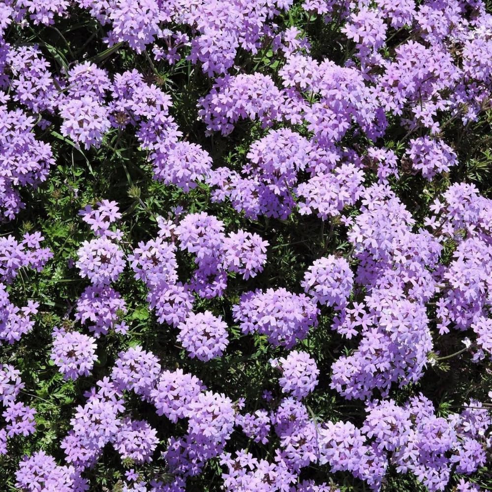 Set of 2 Light Lavender Verbena Plant Live, Light Purple Verbena Live Plant, Purple Flower, 5-7 Inches in Height for Planting