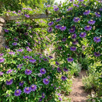 Set 2 Passiflora Incarnata Maypop Plant 4-6 Inch Height, Purple Maypop Passion Flower Plant for Trellis and Garden, No Pot