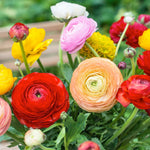 Pack 25 Ranunculus Bulbs for Fall Planting, Ranunculus Corms for Planting, Peony Ranunculus Bulbs for Planting, Ranunculus Flowers Ornaments Perennial Garden (Mix Ranunculus)