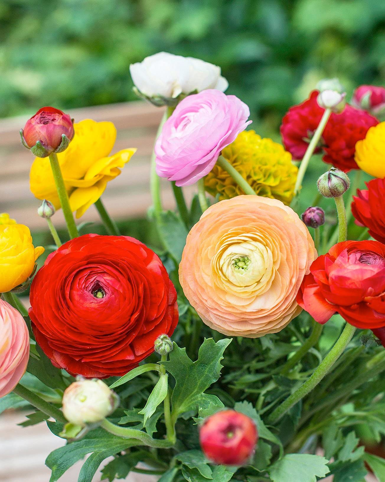 Pack 25 Ranunculus Bulbs for Fall Planting, Ranunculus Corms for Planting, Peony Ranunculus Bulbs for Planting, Ranunculus Flowers Ornaments Perennial Garden (Mix Ranunculus)