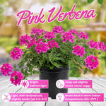 Verbena Live Plants 4 to 8 Inches Tall, Verbena Live Plant, Perennial Flower Trailing Plants for Planting, Well-Rooted Plant (Pink)