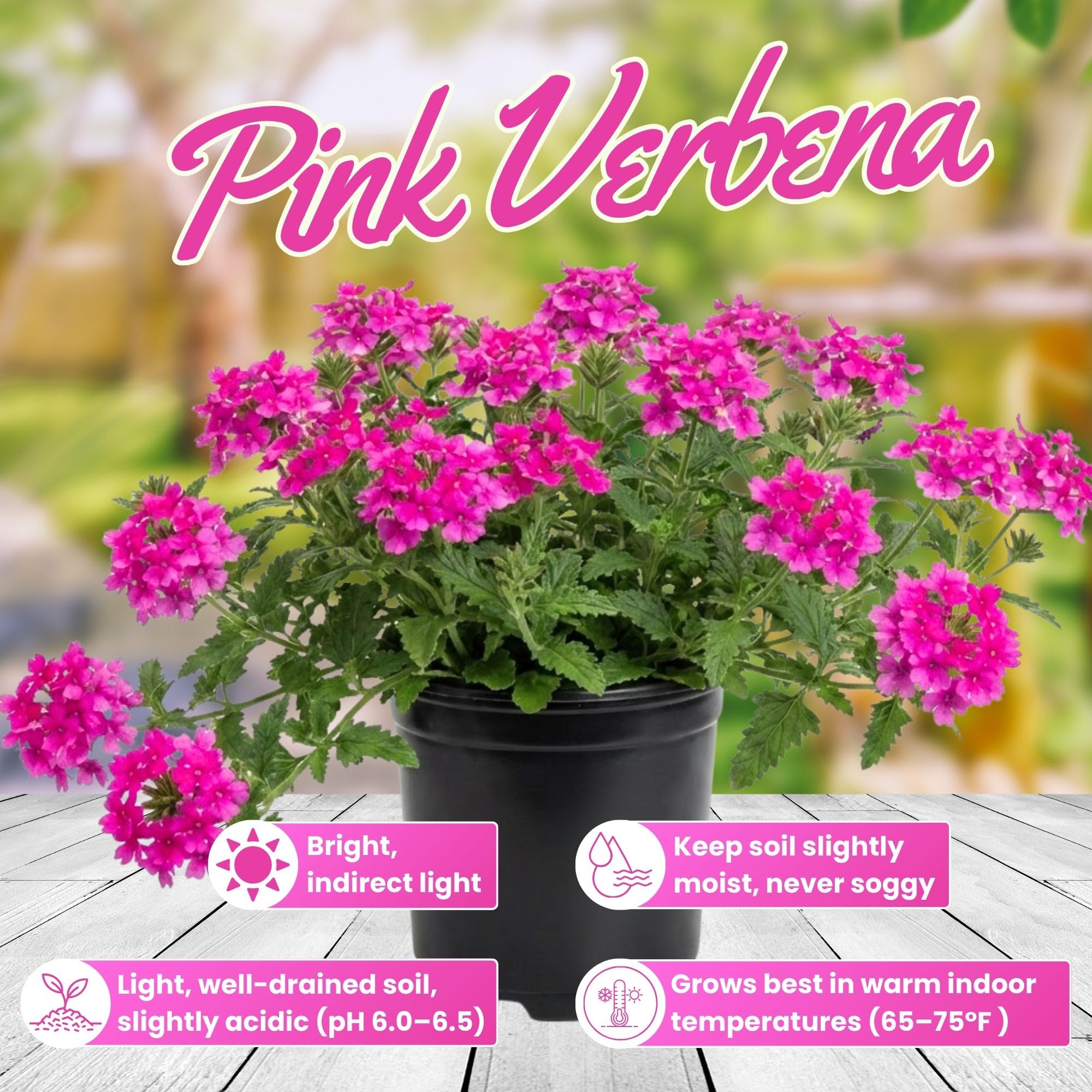 Verbena Live Plants 4 to 8 Inches Tall, Verbena Live Plant, Perennial Flower Trailing Plants for Planting, Well-Rooted Plant (Pink)