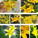4 Yellow Asiatic Lily Bulbs, 3-4 Inch, Lily Flower Bulbs, Flowering Bulb for Outdoor Garden Beds and Containers