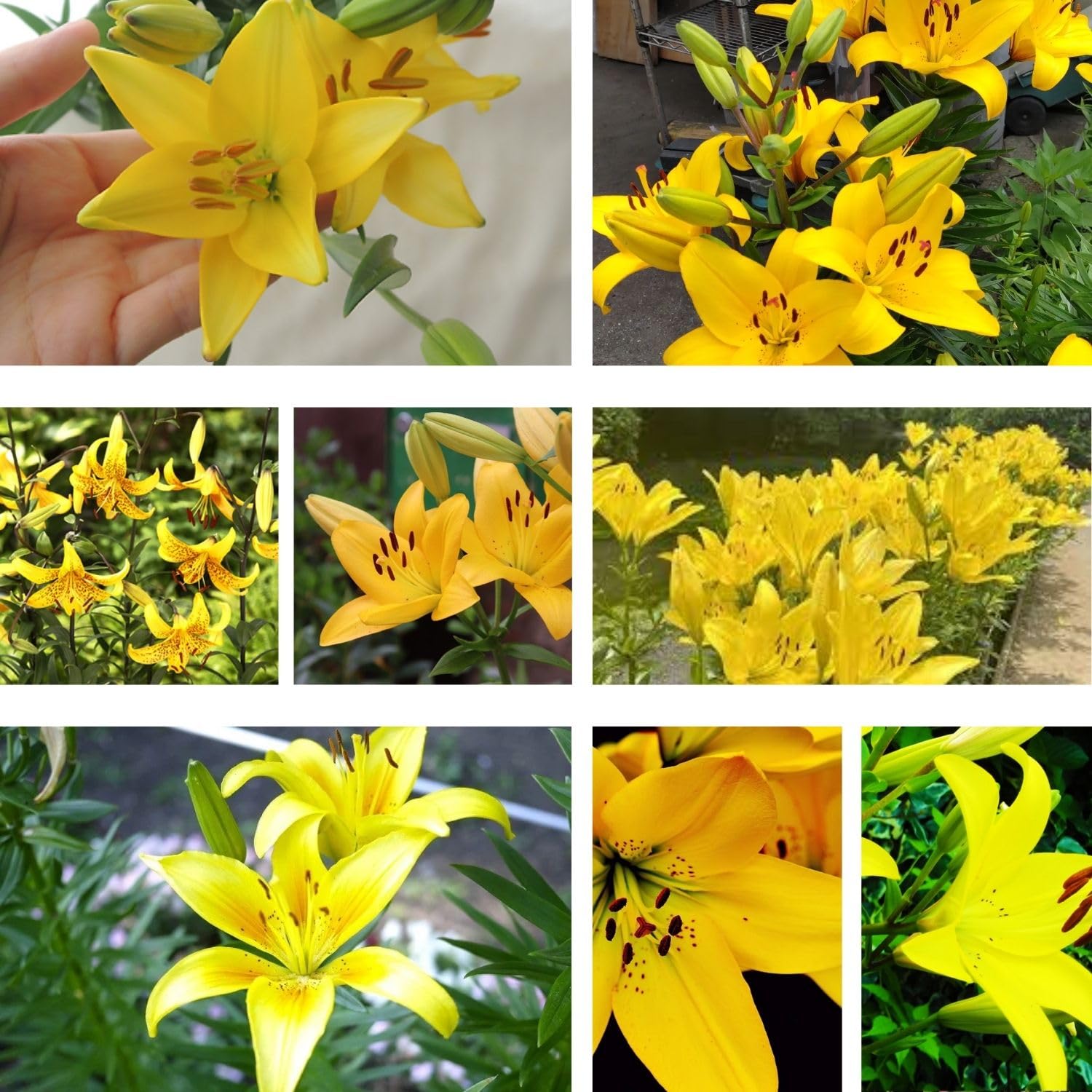 4 Yellow Asiatic Lily Bulbs, 3-4 Inch, Lily Flower Bulbs, Flowering Bulb for Outdoor Garden Beds and Containers