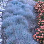 Combo 2 Fescue Blue Grass Live Plants in 4 Inches Pot, Oramental Grass for Gardening Lawn Patio, 2 Plants Per Pot