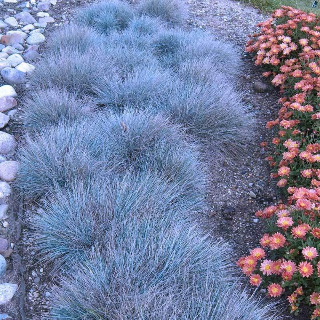 Combo 2 Fescue Blue Grass Live Plants in 4 Inches Pot, Oramental Grass for Gardening Lawn Patio, 2 Plants Per Pot