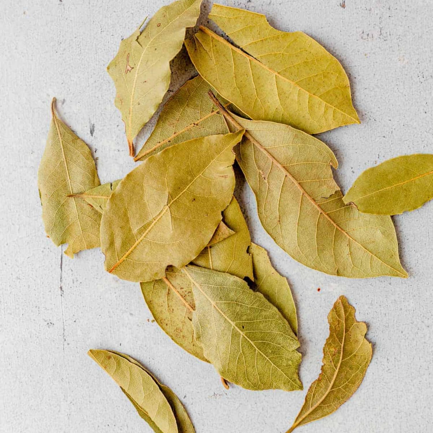 Sweet Bay Leaf Live Plants Trees, Laurus Nobilis Bay Leaf Tree, Bayleaf Plant, Size 5 to 12 Inches Tall, No Pot