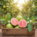 Pink Guava Plant Live, Tropical Guava Tree 6-10'' Tall, Sweet, Hardy Fruit Tree for Outdoor Garden Planting