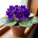 African Violet Plant Live in 4 Inch Pot, Indoor Flowering Houseplant, Compact Blooming Plant for Home or Office (Purple Blooms)