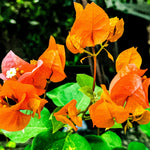 Combo 2 Bougainvillea Plants Live Trees, Outdoor Bougainvillea Plant for Trailing Flowering Vines or Bush Tree, 5-10” Tall, Well-Rooted Bougainvillea Bright Yellow Orange