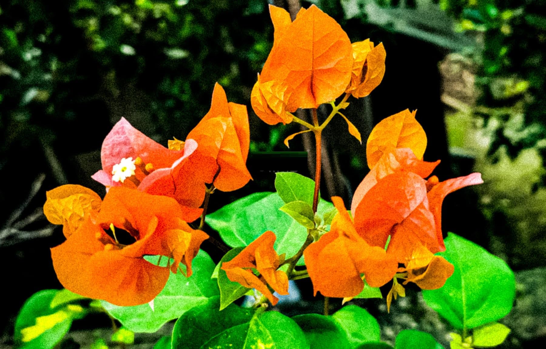 Combo 2 Bougainvillea Plants Live Trees, Outdoor Bougainvillea Plant for Trailing Flowering Vines or Bush Tree, 5-10” Tall, Well-Rooted Bougainvillea Bright Yellow Orange