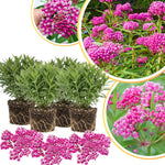 4 Milkweed Plants Live, Pink Butterfly Milkweed Asclepias Tuberosa Perennial Wildflowers Swamp Common Bush, 5-9" in Tall, No Pot