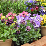 Pack 2 Pots Pansy Plants, Colorful Pansies in 4 Inch Pots, 3-6" Tall Annual Flowering Plants, Live Pansy Flower Plant for Gardening