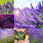 Pack 4 Lavender Plants Live, Lavandula Perennial Plants, 4-8" Height, Fragrant Perennial Flowers, No Pot (Mix Lavender)