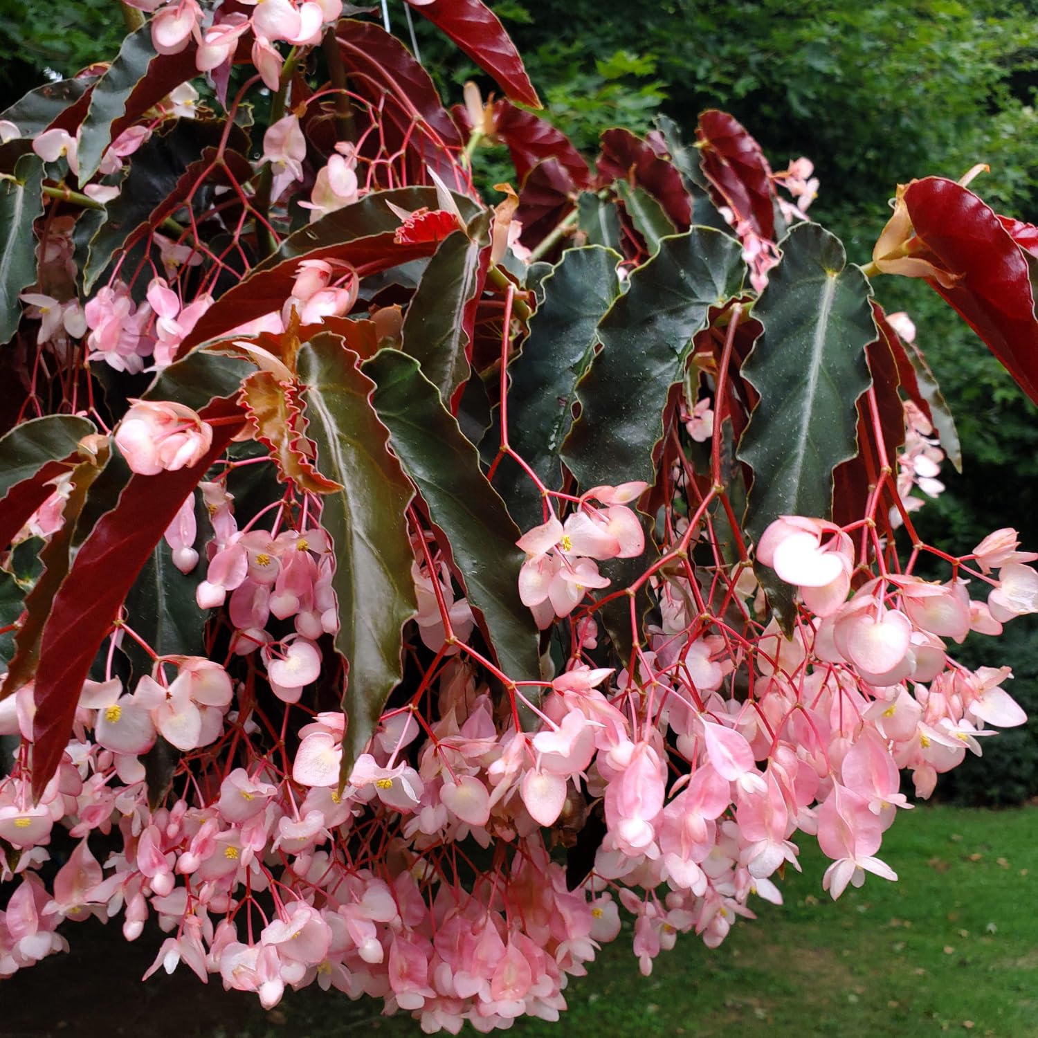 Begonia Plants Live, Rare Begonias Indoor Growing, Hanging Basket, Starter 5 to 9 Inc Tall (Bronze Leaf Rose)