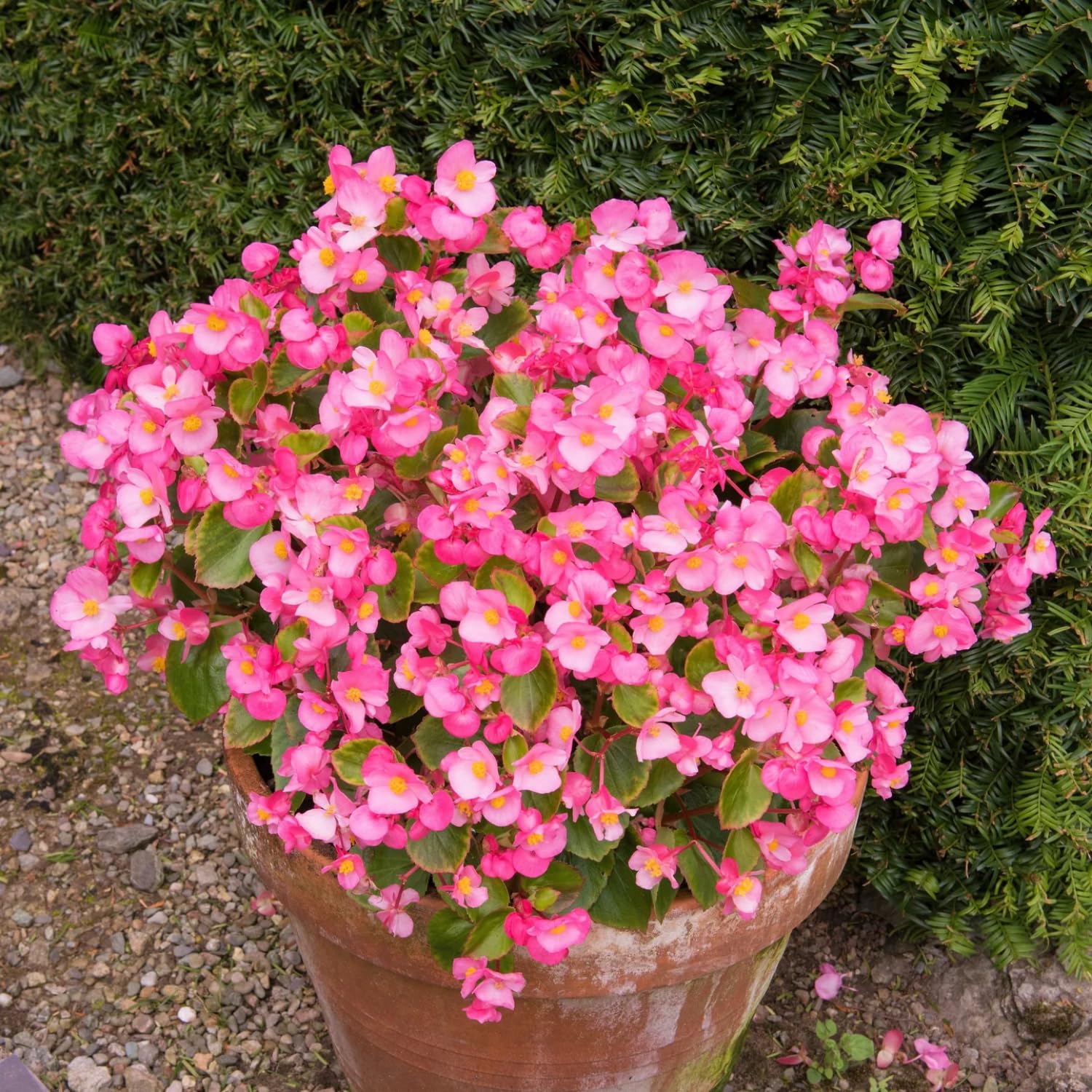 Set 2 Begonia Live Plants, Rare Begonia Plants for Trailing, Ornamental Hanging Basket 5"-9" in Tall (Bronze Leaf)