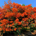 Sets 3 Climbing Bougainvillea Plants Live for Full Sun Trellis Tree, Shrub or Vine Bougainvillea Vibrant Bloom, Very Hardy, 5-9" Tall, Orange